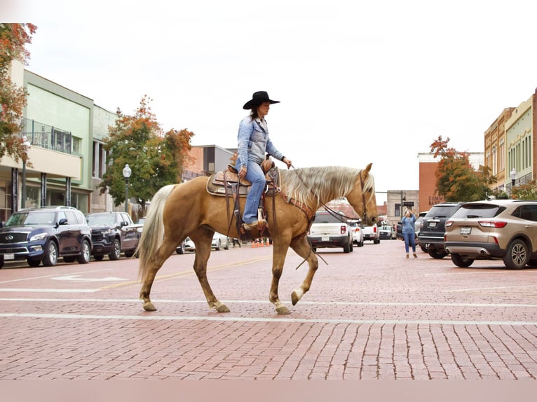 American Quarter Horse Castrone 9 Anni 155 cm Palomino in RUSK TX