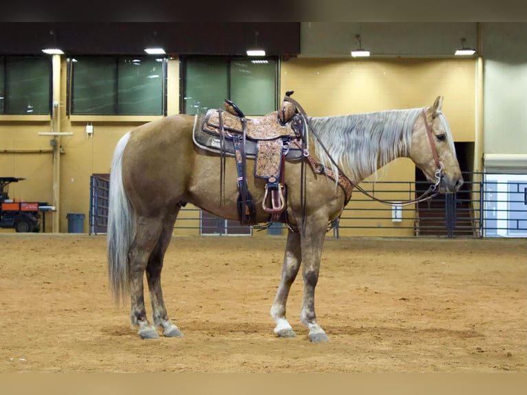 American Quarter Horse Castrone 9 Anni 155 cm Palomino in RUSK TX