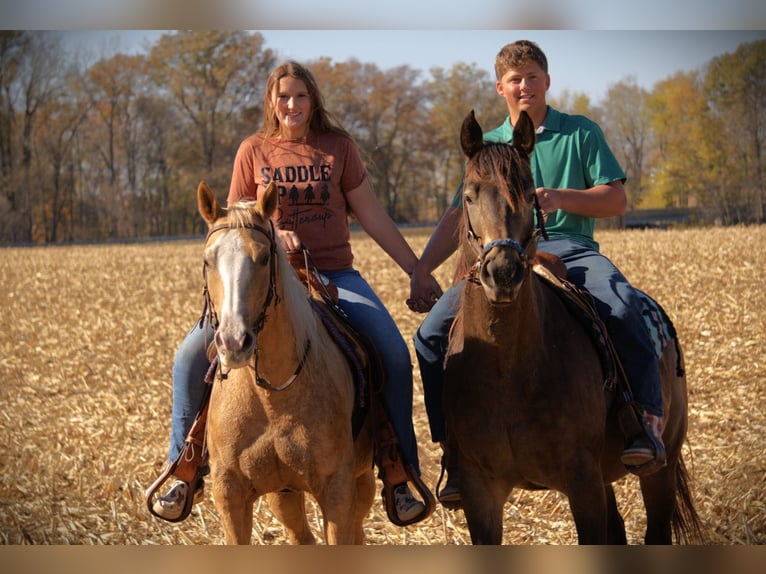 American Quarter Horse Castrone 9 Anni 155 cm Palomino in Saint Joe