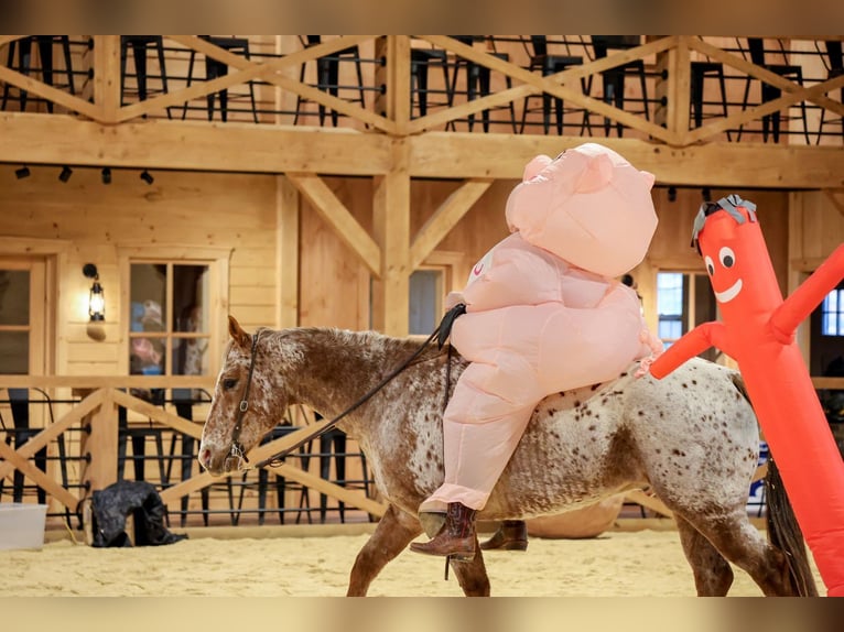 American Quarter Horse Castrone 9 Anni 155 cm  in Needmore