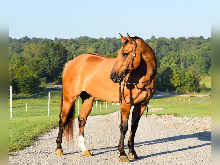 American Quarter Horse Castrone 9 Anni 155 cm Pelle di daino in Greenville, KY