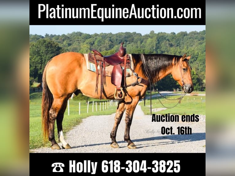 American Quarter Horse Castrone 9 Anni 155 cm Pelle di daino in Greenville, KY