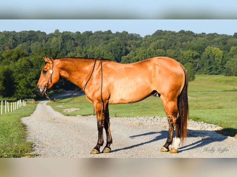 American Quarter Horse Castrone 9 Anni 155 cm Pelle di daino in Greenville, KY