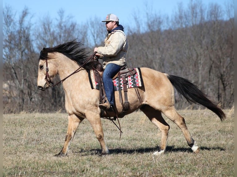 American Quarter Horse Castrone 9 Anni 155 cm Pelle di daino in Brodhead KY