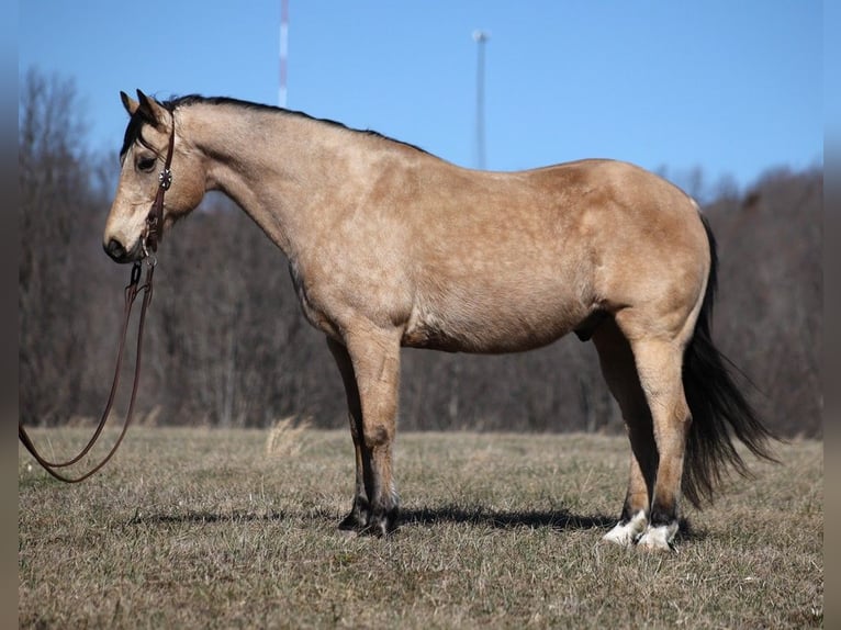 American Quarter Horse Castrone 9 Anni 155 cm Pelle di daino in Brodhead KY