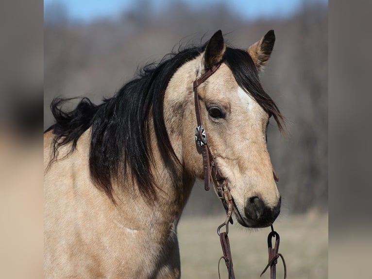 American Quarter Horse Castrone 9 Anni 155 cm Pelle di daino in Brodhead KY