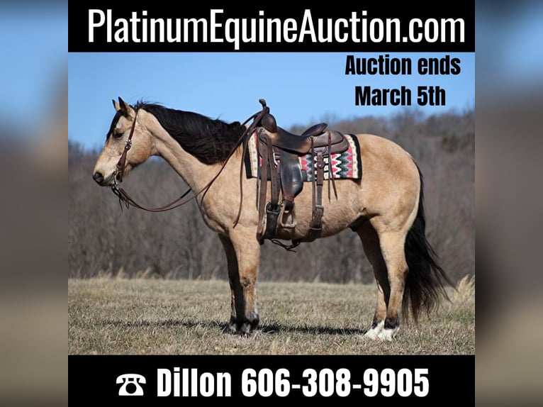 American Quarter Horse Castrone 9 Anni 155 cm Pelle di daino in Brodhead KY