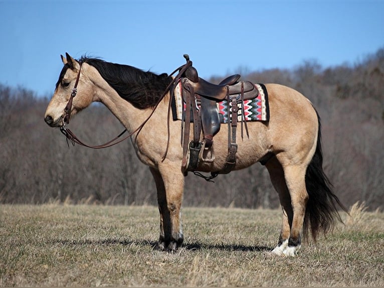 American Quarter Horse Castrone 9 Anni 155 cm Pelle di daino in Brodhead KY