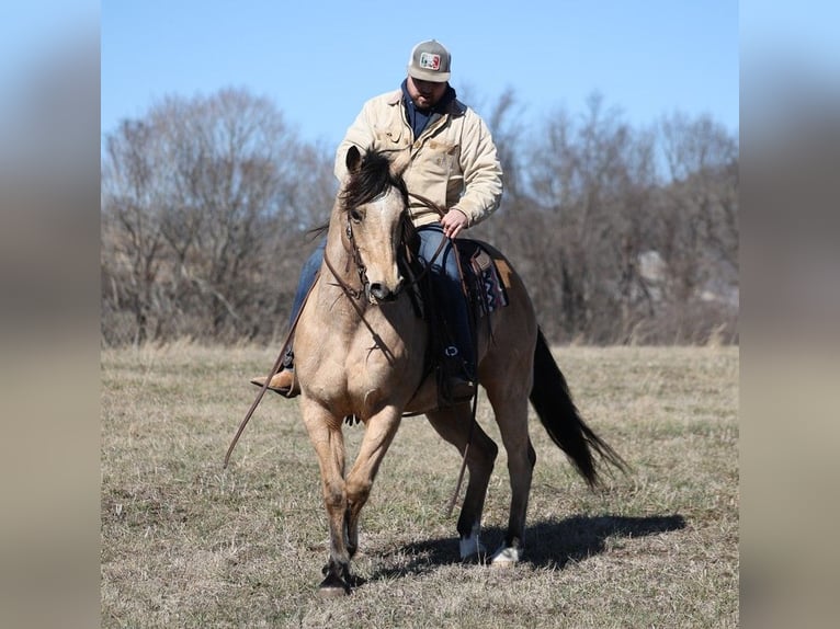 American Quarter Horse Castrone 9 Anni 155 cm Pelle di daino in Brodhead KY