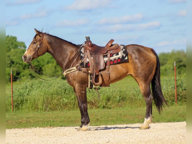 American Quarter Horse Castrone 9 Anni 155 cm Pelle di daino in Morgan MIll TX