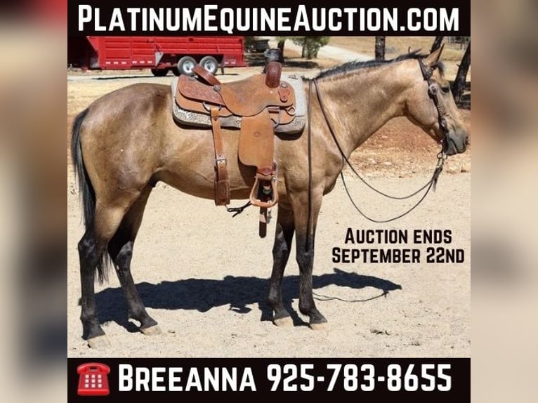 American Quarter Horse Castrone 9 Anni 155 cm Pelle di daino in Valley Springs, CA