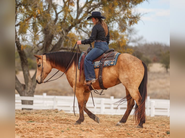American Quarter Horse Castrone 9 Anni 155 cm Pelle di daino in Ranger