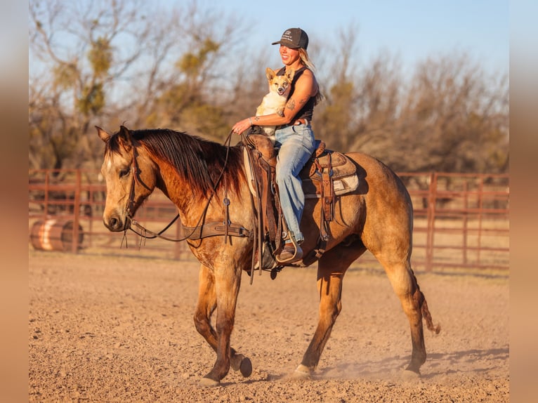 American Quarter Horse Castrone 9 Anni 155 cm Pelle di daino in Ranger