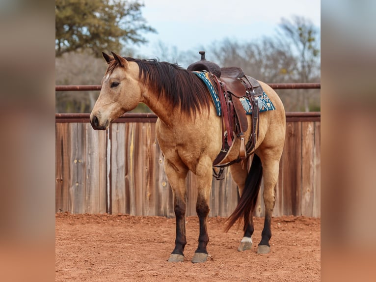 American Quarter Horse Castrone 9 Anni 155 cm Pelle di daino in Ranger