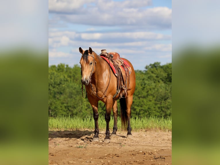 American Quarter Horse Castrone 9 Anni 155 cm Pelle di daino in Bellevue, IA