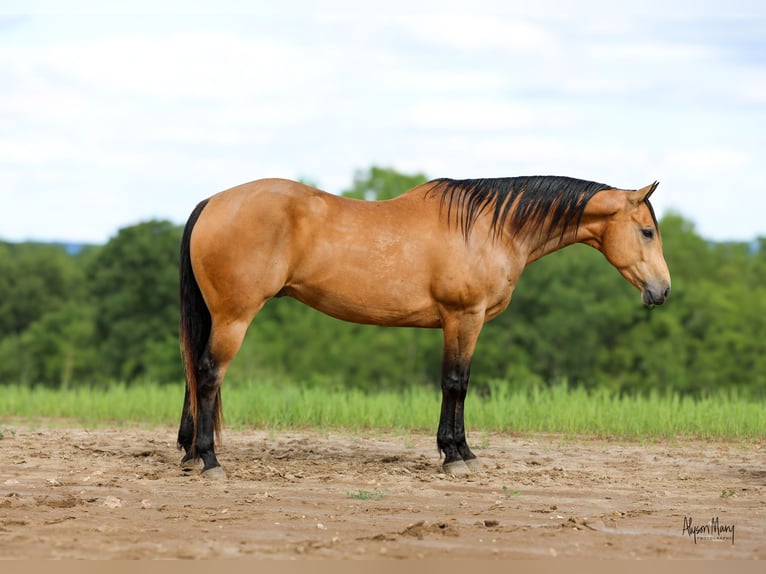 American Quarter Horse Castrone 9 Anni 155 cm Pelle di daino in Bellevue, IA