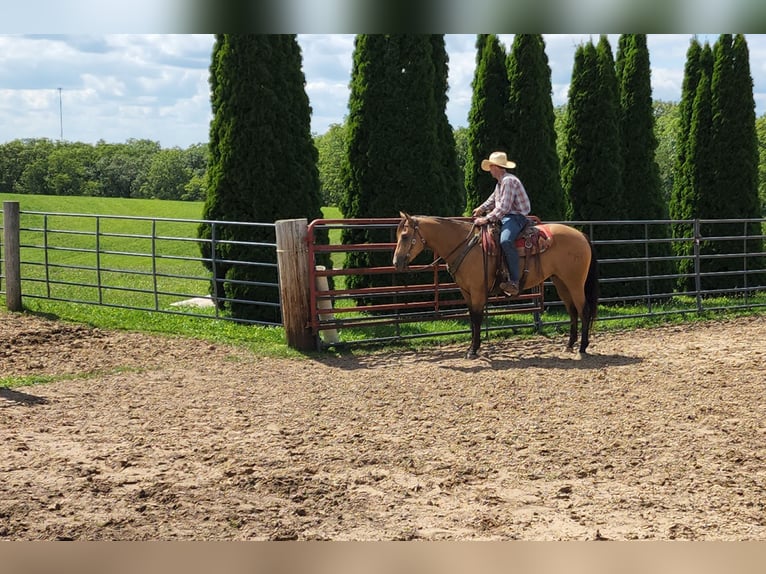 American Quarter Horse Castrone 9 Anni 155 cm Pelle di daino in Bellevue, IA