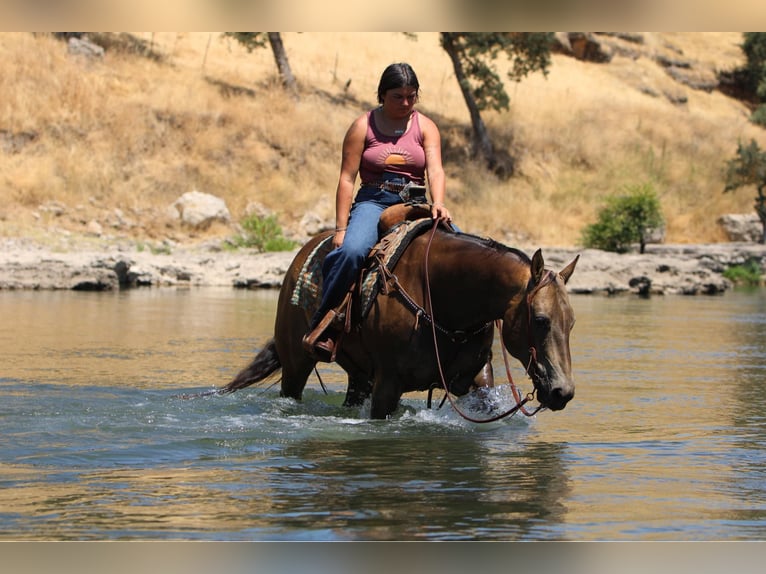 American Quarter Horse Castrone 9 Anni 155 cm Pelle di daino in Waterford, CA