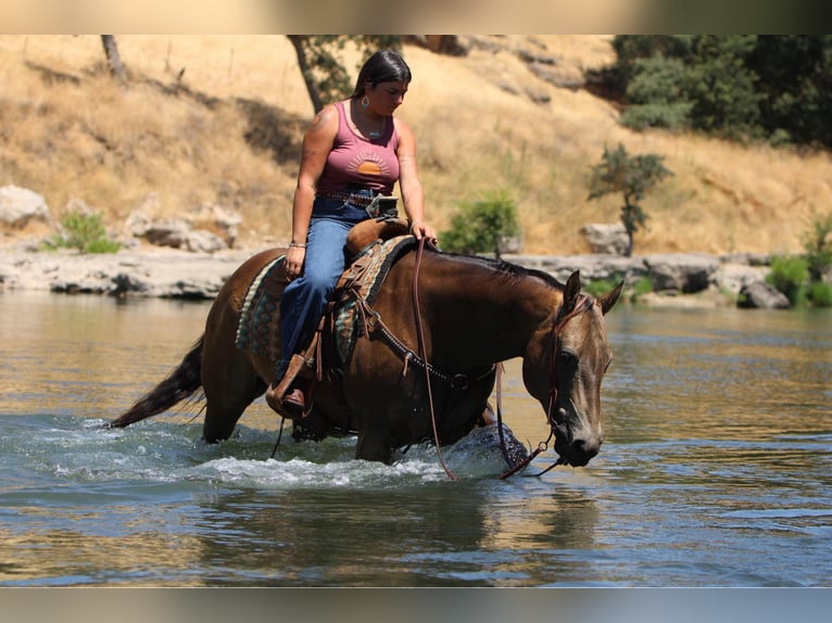 American Quarter Horse Castrone 9 Anni 155 cm Pelle di daino in Waterford, CA