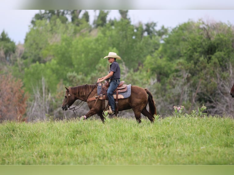 American Quarter Horse Castrone 9 Anni 155 cm Pelle di daino in Waterford, CA