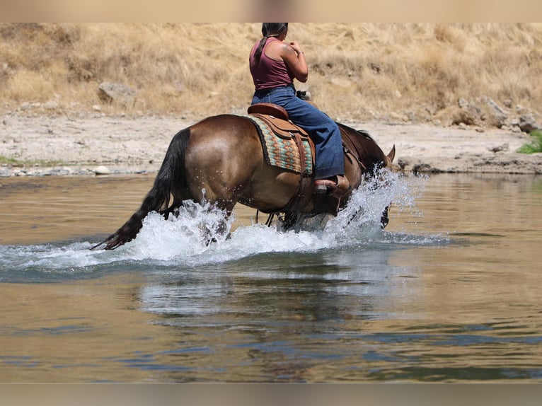 American Quarter Horse Castrone 9 Anni 155 cm Pelle di daino in Waterford, CA