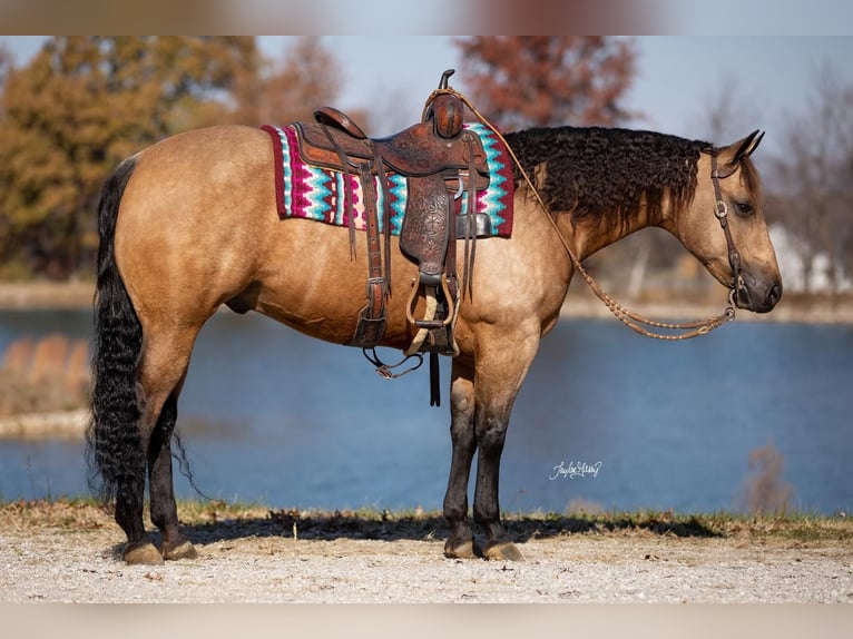 American Quarter Horse Castrone 9 Anni 155 cm Pelle di daino in Robards