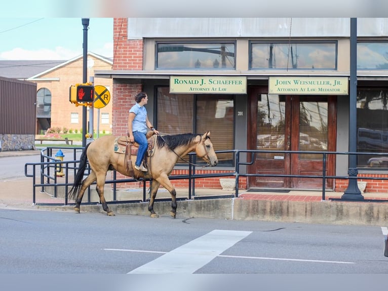 American Quarter Horse Castrone 9 Anni 155 cm Pelle di daino in Rusk, TX