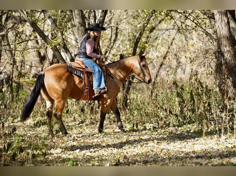 American Quarter Horse Castrone 9 Anni 155 cm Pelle di daino in Sioux Falls, SD