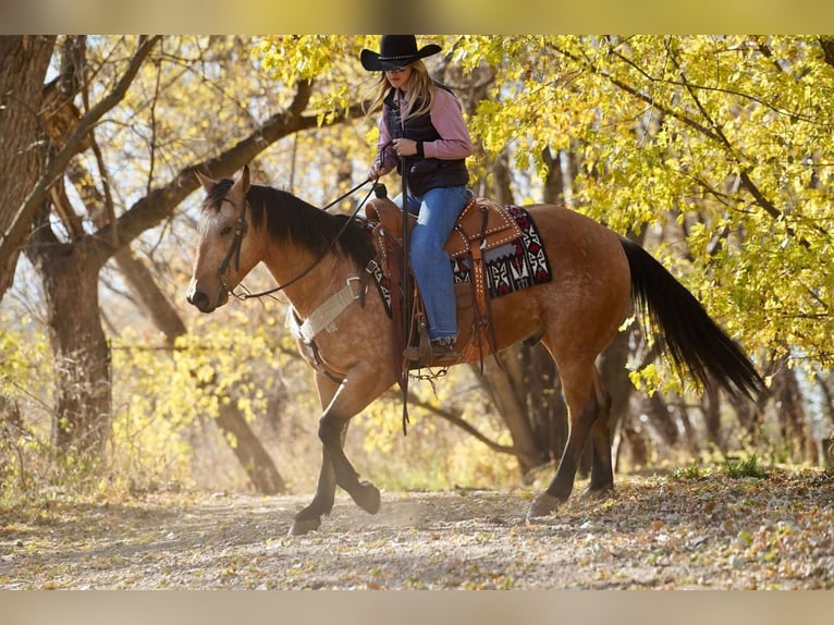 American Quarter Horse Castrone 9 Anni 155 cm Pelle di daino in Sioux Falls, SD