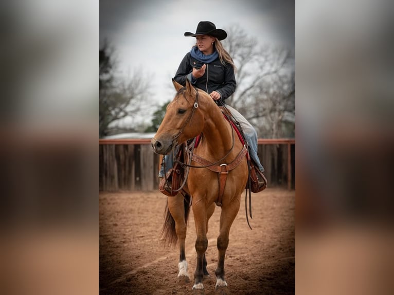 American Quarter Horse Castrone 9 Anni 155 cm Pelle di daino in Weatherford, TX