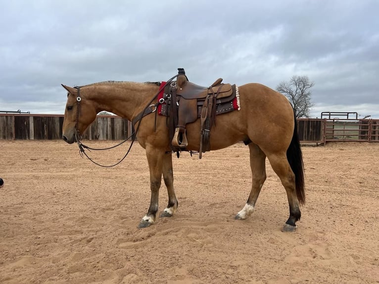 American Quarter Horse Castrone 9 Anni 155 cm Pelle di daino in Weatherford, TX