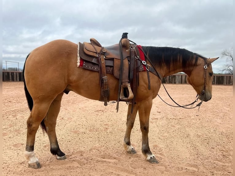 American Quarter Horse Castrone 9 Anni 155 cm Pelle di daino in Weatherford, TX