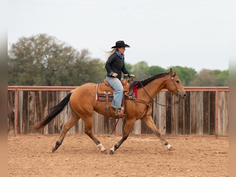 American Quarter Horse Castrone 9 Anni 155 cm Pelle di daino in Weatherford, TX