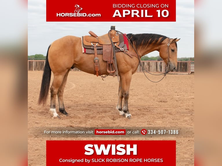 American Quarter Horse Castrone 9 Anni 155 cm Pelle di daino in Weatherford, TX