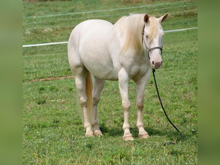 American Quarter Horse Castrone 9 Anni 155 cm Perlino in Fresno, OH