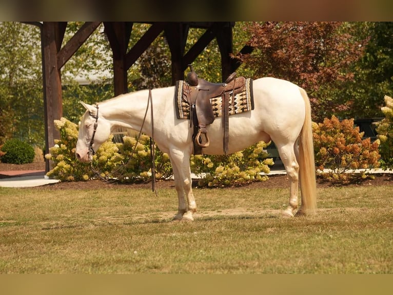 American Quarter Horse Castrone 9 Anni 155 cm Perlino in Fresno, OH