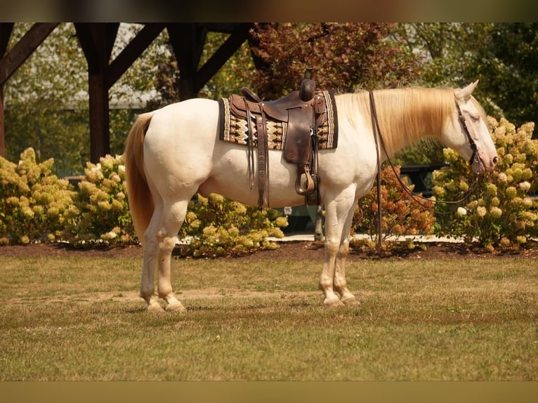 American Quarter Horse Castrone 9 Anni 155 cm Perlino in Fresno, OH