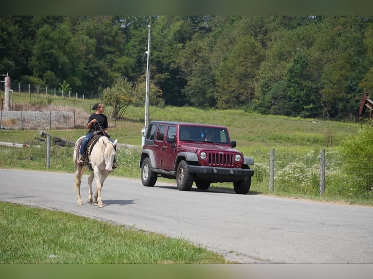 American Quarter Horse Castrone 9 Anni 155 cm Perlino in Fresno, OH