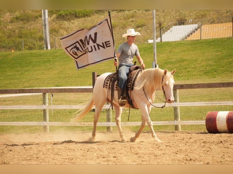 American Quarter Horse Castrone 9 Anni 155 cm Perlino in Fresno, OH