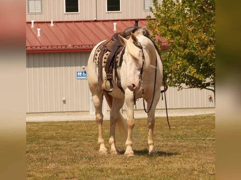 American Quarter Horse Castrone 9 Anni 155 cm Perlino in Fresno, OH