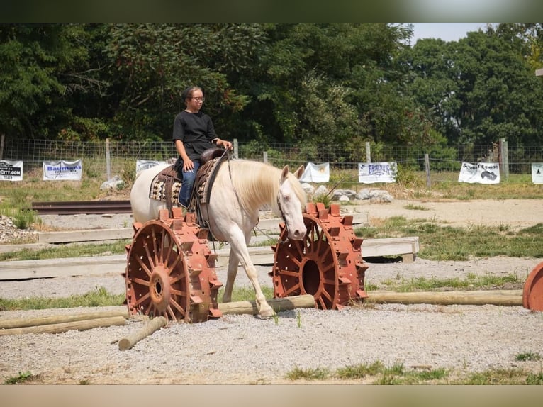 American Quarter Horse Castrone 9 Anni 155 cm Perlino in Fresno, OH