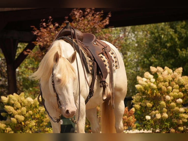 American Quarter Horse Castrone 9 Anni 155 cm Perlino in Fresno, OH