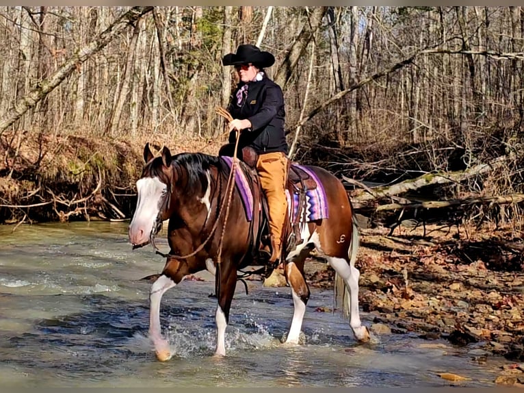 American Quarter Horse Castrone 9 Anni 155 cm in Robards, KY