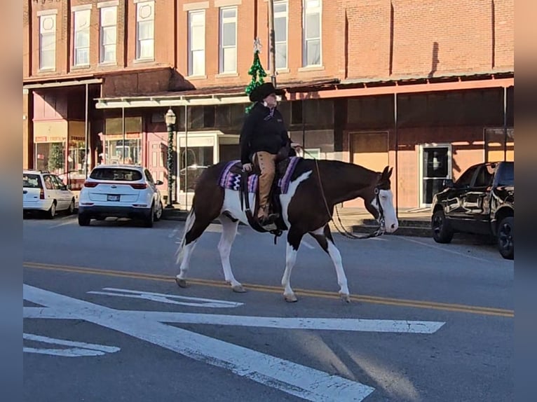 American Quarter Horse Castrone 9 Anni 155 cm in Robards, KY