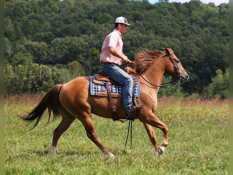 American Quarter Horse Castrone 9 Anni 155 cm Red dun in Somerset, KY