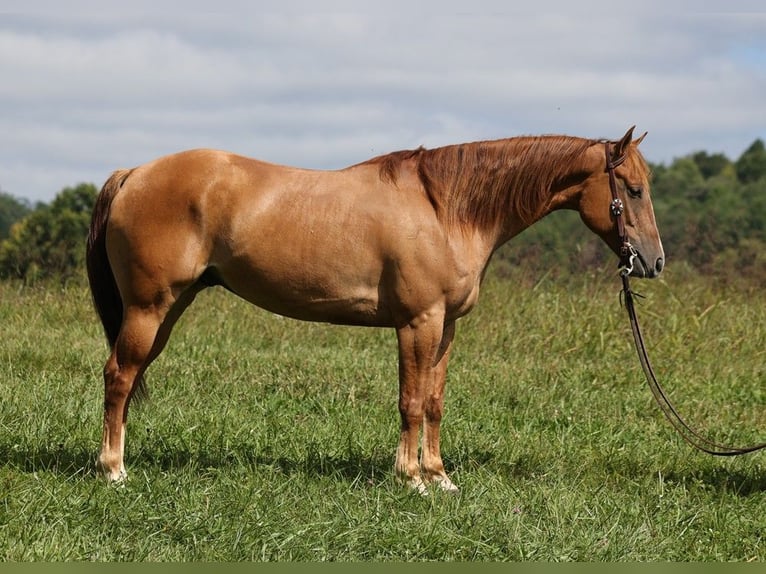 American Quarter Horse Castrone 9 Anni 155 cm Red dun in Somerset, KY