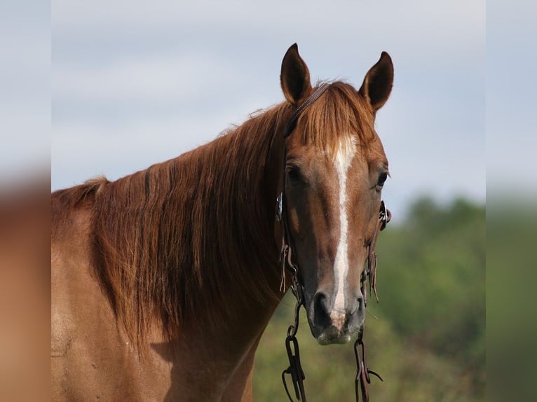 American Quarter Horse Castrone 9 Anni 155 cm Red dun in Somerset, KY