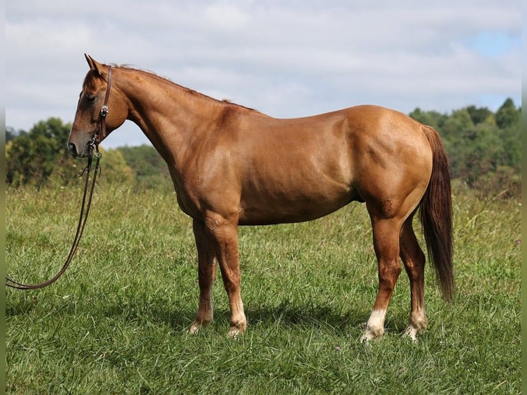 American Quarter Horse Castrone 9 Anni 155 cm Red dun in Somerset, KY