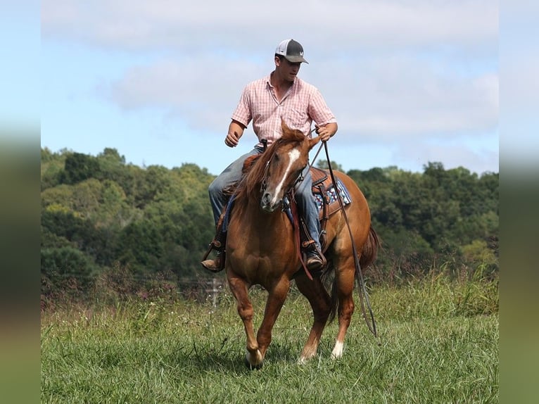 American Quarter Horse Castrone 9 Anni 155 cm Red dun in Somerset, KY