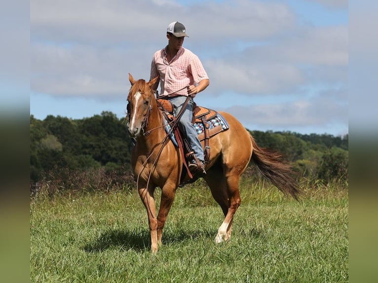 American Quarter Horse Castrone 9 Anni 155 cm Red dun in Somerset, KY